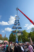 1st may, putting up the maypole, Viktualienmarkt, Munich, Upper Bavaria, Bavaria, Germany