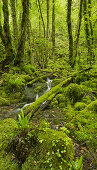 Green forest near Arbois, Jura, France
