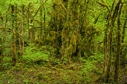 Moss covered forest, Flumen valley, Saint-Claude, Jura, France