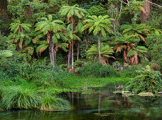 Baumfarne, Hamurana Springs, Rotorua, Bay of Plenty, Nordinsel, Neuseeland