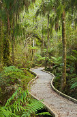 Trail through rain forest, West Coast, South Island, New Zealand