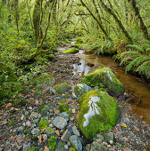 Forest with ferns and stream, Fiordland National park, Southland, South Island, New Zealand