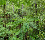 Baumfarne, Whirinaki Forest Park, Bay of Plenty, Nordinsel, Neuseeland