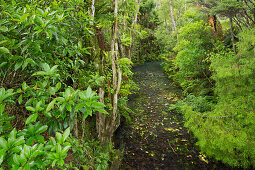 Woodland, Auckland Sentennial Park, Piha, North Island, New Zealand