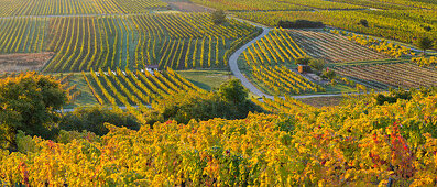 herbstliche Weinreben, Weinberge, Baden bei Wien, südliches Wiener Becken, Niederösterreich, Österreich