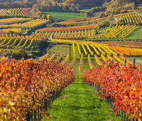 Autumnal vines, vineyards, Baden near Vienna, Southern Wiener Becken, Wienerwald, Lower Austria, Austria