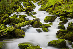 moosbedeckte Steine, Zufluss der Orbe, Vallorbe, Waadt, Schweiz