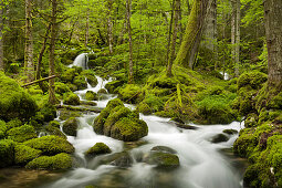 Moss covered stones, Orbe river, Vallorbe, Waadt, Switzerland
