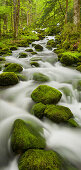 moosbedeckte Steine, Zufluss der Orbe, Vallorbe, Waadt, Schweiz