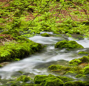 Beech tree and moss covered stones, tributary of the Orbe river, Vallorbe, Waadt, Switzerland