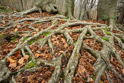 Beech trees roots on forest floor, Tuskany, Italy