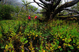 Zwei Bergsteiger durchqueren Regenwald unterhalb Monte Sarmiento, Feuerland, Chile