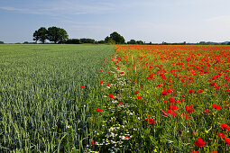 Mohnblumen in einem Kornfeld, Plön, Schleswig-Holstein, Deutschland