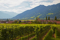 View across vineyards at Salenegg castle, Maienfeld, Alpenrhein, Rhine, Canton of Grisons, Switzerland, Europe