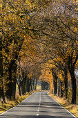 Alley, Brandenburg, Germany