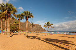 Beach with palm trees, Playa de las Teresitas, near San Andres, Las Montanas de Anaga, natural preserve, Parque Rural de Anaga, coastline, Atlantic ocean, Tenerife, Canary Islands, Spain, Europe