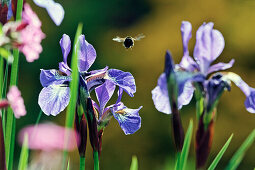 Nahaufnahme von einer Biene in Minterne Gardens, Dorset, England, Grossbritannien