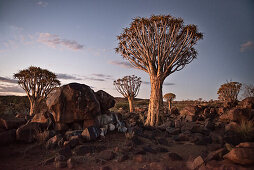 Köcherbäume nach Sonnenuntergang im Köcherbaumwald, Keetmanshoop, Namibia, Afrika