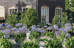 Agapanthus in Tradgardsforeningens Park, Botanical Garden, Gothenburg, Sweden