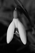 Snowdrop, Flower, Nature, Germany