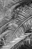 Palm leaf from a palm tree, Plant, Nature