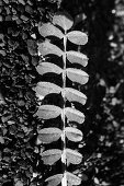 Close up of a climbing plant, Germany