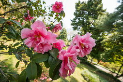 Camellia, Camellia japonica in Villa Carlotta gardens, Tremezzo, Lake Como, Lago di Como, Province of Como, Lombardy, Italy