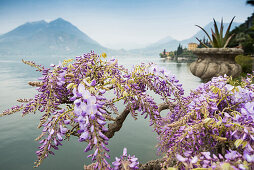 Villa Monastero gardens, Varenna, Lake Como, Lago di Como, Province of Lecco, Lombardy, Italy