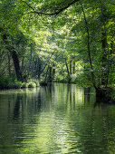 River flowing through Spreewald, UNESCO biosphere reserve, Luebbenau, Brandenburg, Germany, Europe