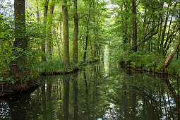 River flowing through Spreewald, UNESCO biosphere reserve, Luebbenau, Brandenburg, Germany, Europe
