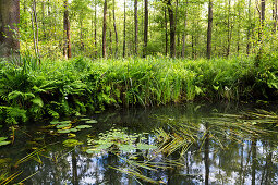 River flowing through Spreewald, UNESCO biosphere reserve, Luebbenau, Brandenburg, Germany, Europe