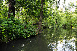 SRiver flowing through Spreewald, UNESCO biosphere reserve, Luebbenau, Brandenburg, Germany, Europe