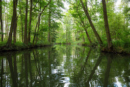 River flowing through Spreewald, UNESCO biosphere reserve, Luebbenau, Brandenburg, Germany, Europe