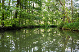 Fließ im Spreewald, Hochwald, UNESCO Biosphärenreservat, Lübbenau, Brandenburg, Deutschland