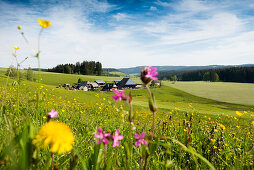 traditional farm house and flower meadow, Guetenbach, near Furtwangen, Black Forest, Baden-Wuerttemberg, Germany