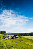 traditional farm house and flower meadow, Guetenbach, near Furtwangen, Black Forest, Baden-Wuerttemberg, Germany