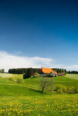 traditional farm house and flower meadow, Guetenbach, near Furtwangen, Black Forest, Baden-Wuerttemberg, Germany