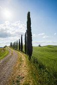 Weg mit Zypressen, bei San Quirico d'Orcia, Val d'Orcia, Provinz Siena, Toskana, Italien, UNESCO Welterbe