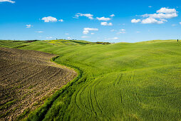 Hügellandschaft, bei San Quirico d'Orcia, Val d'Orcia, Provinz Siena, Toskana, Italien, UNESCO Welterbe