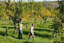 Bauern bei der Zitronenernte, Cottage Casa Zisola, Noto, Syrakus, Sizilien, Italien