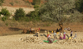 Peasants treshing grain on the way to Pindaya, Shan State, Myanmar, Burma