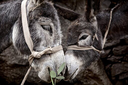 Two donkeys, Santiago, Cape Verde