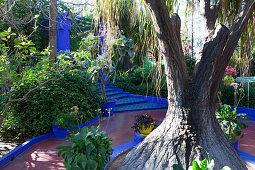 YSL's garden, Majorelle Garden, Marrakech, Morocco