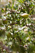 Argannüsse am Baum zur Herstellung von Arganöl, Essaouira, Marokko