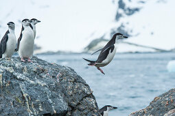 Ein Zügelpinguin (Pygoscelis antarctica) springt von einem Felsen in das kalte Wasser, Monroe Point, Südshetland-Inseln, Antarktis