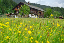 Blick über eine Blumenwiese auf ein Bauernhaus, Penningberg, Hopfgarten im Brixental, Kitzbüheler Alpen, Tirol, Österreich