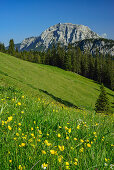 Blick über Blumenwiese auf Guffert, Blauberge, Bayerische Voralpen, Oberbayern, Bayern, Deutschland