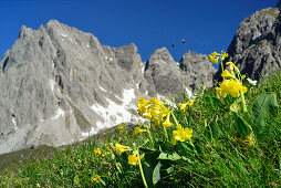 Blumenwiese mit Aurikel, Steinkarspitze im Hintergrund, Lechtaler Alpen, Tirol, Österreich