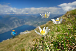 Flower meadow with anemones, Monte Altissimo, Monte Baldo, Garda Mountains, Trentino, Italy