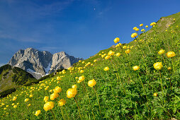 Flowering globeflowers in front of Lamsenspitze, Schafkarspitze and Hochglueck, Karwendel, Tyrol, Austria